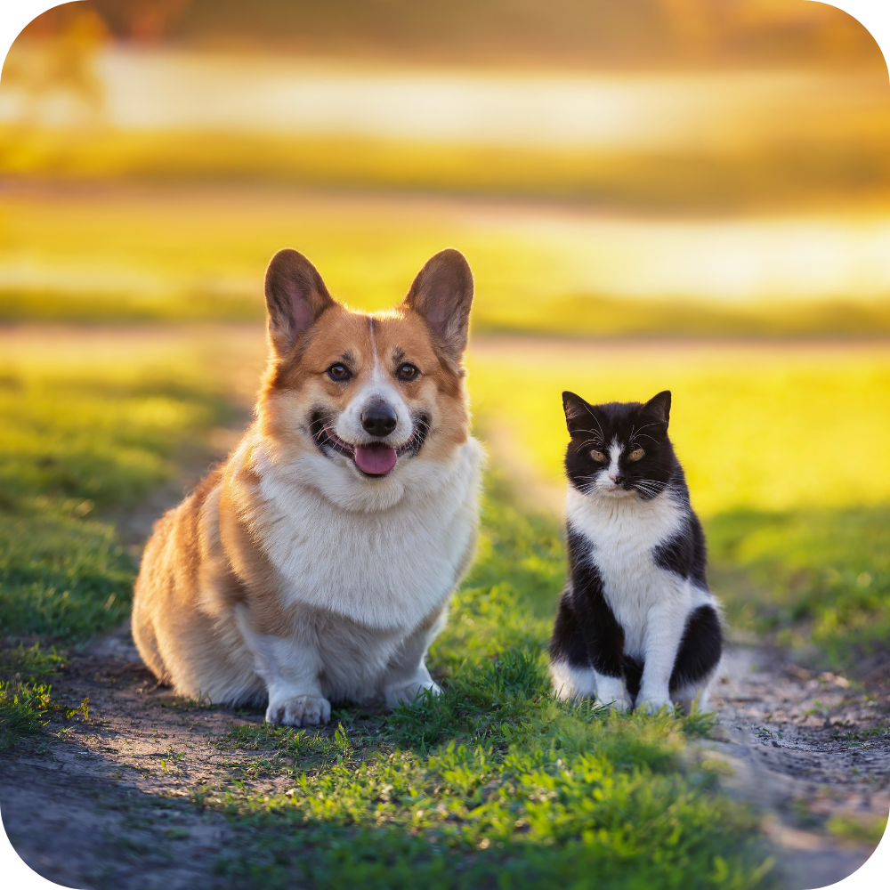 Pet's Image #1 - ProBiotein